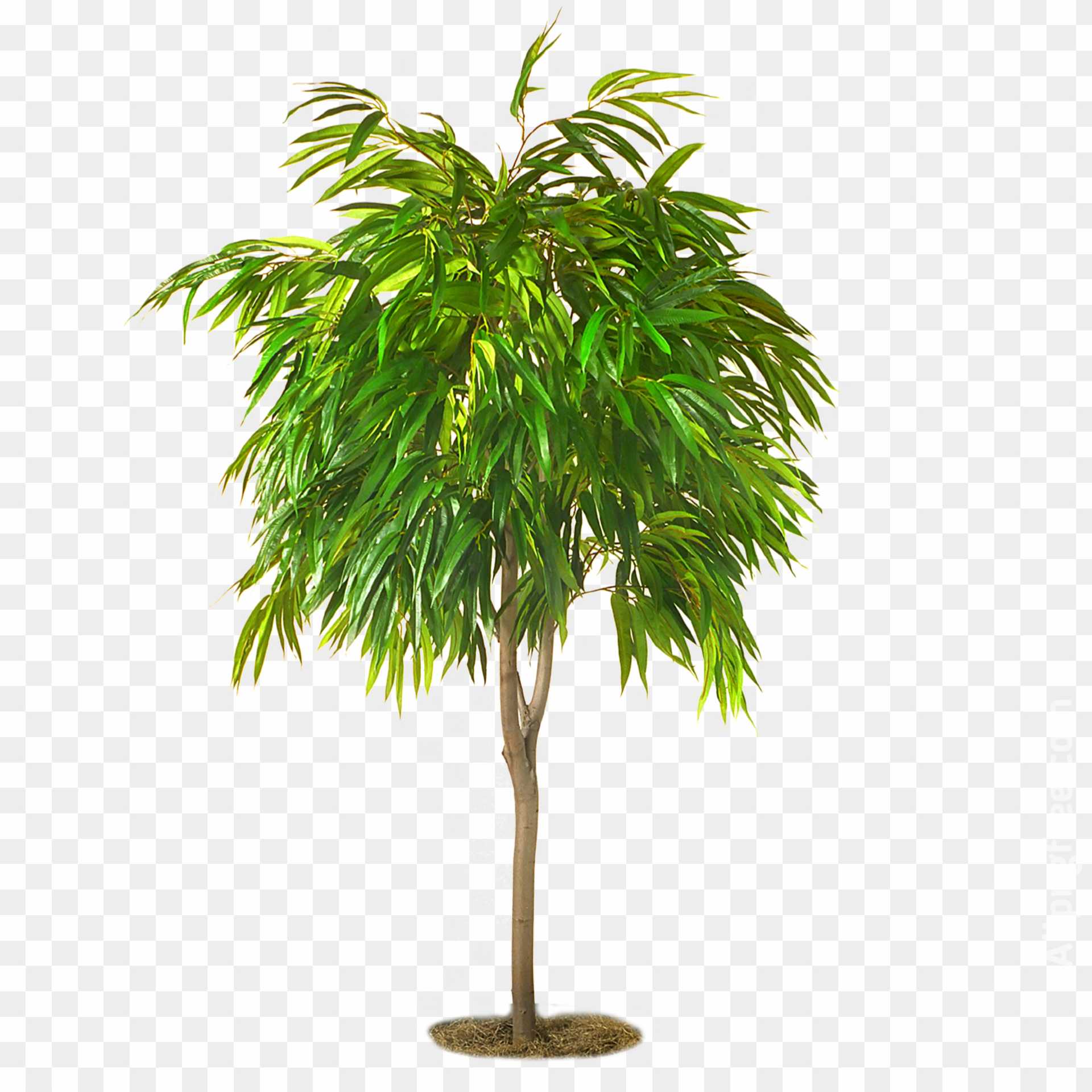 Tree PNG Images