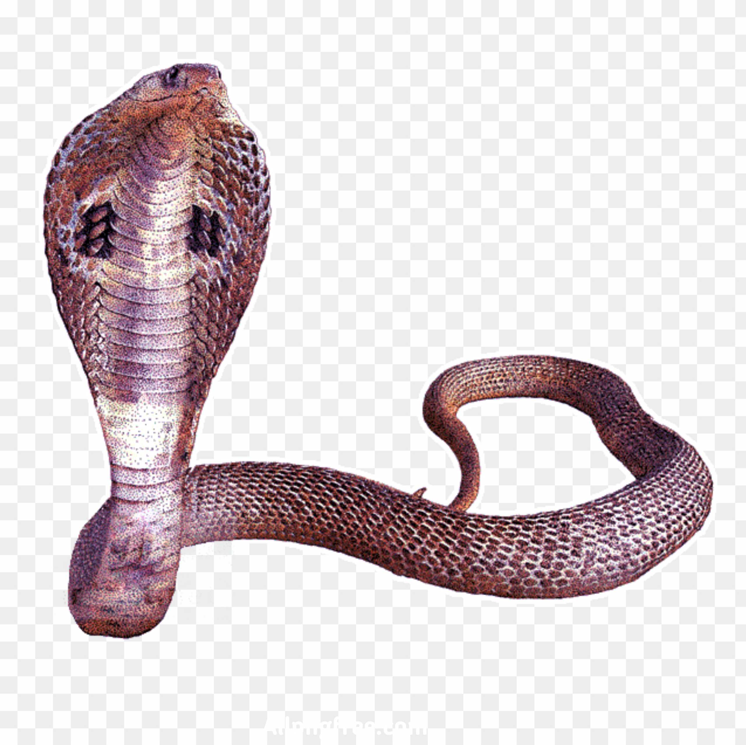 Cobra Snake PNG Transparent Image download