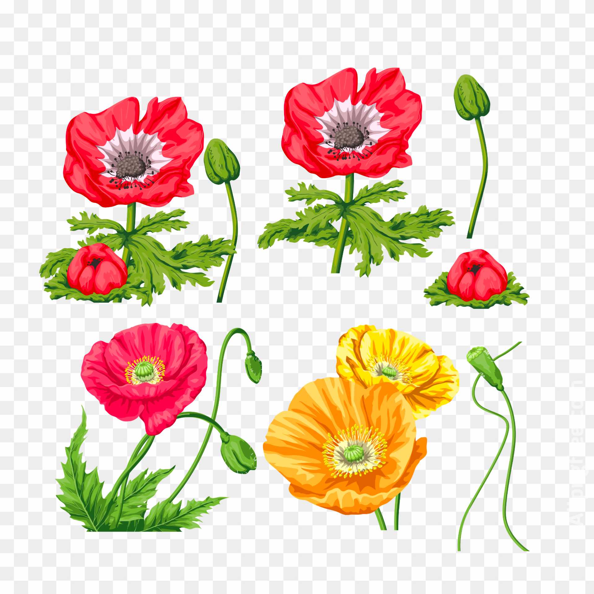 Flower png images