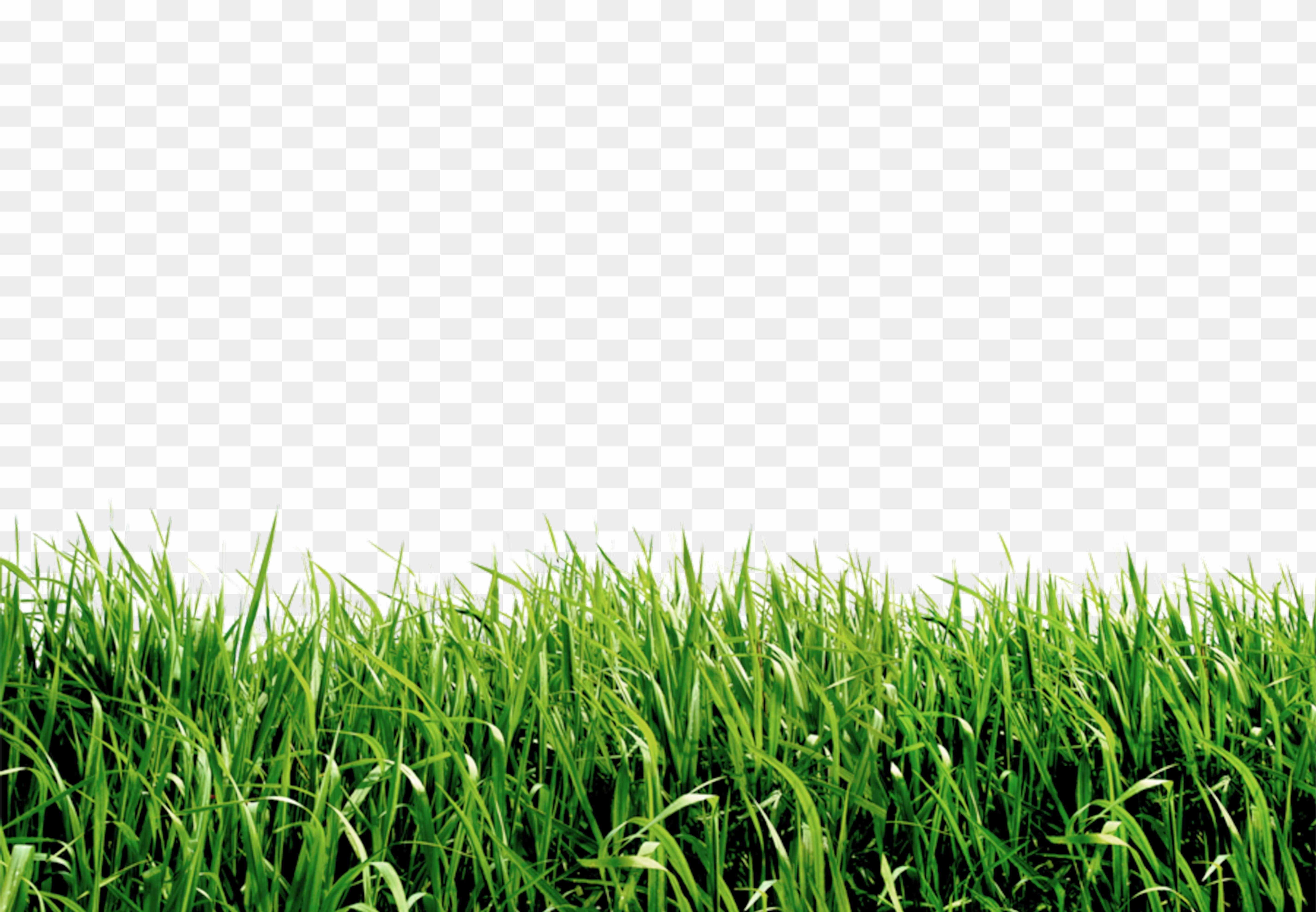 Ghas png images download_ Grass png