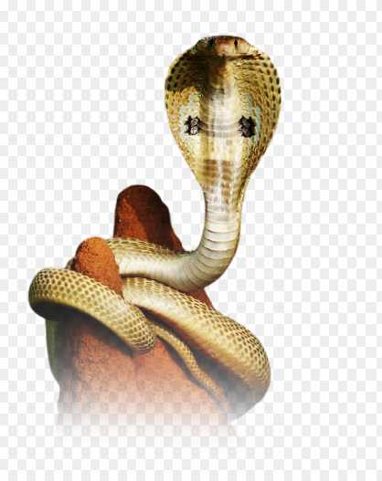 Nag panchmi cobra snake png images 