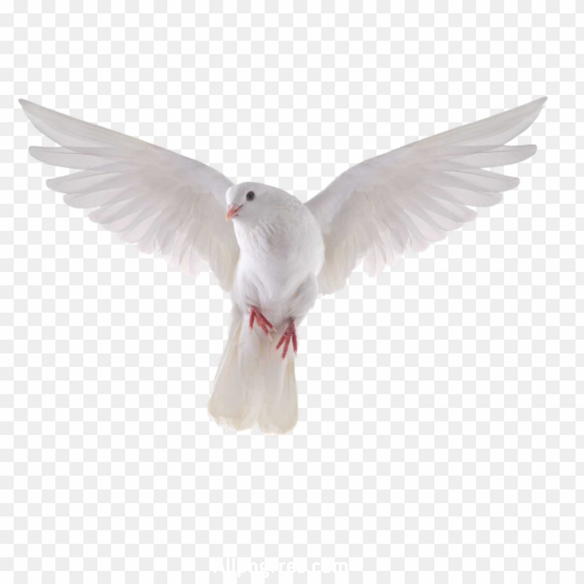 Pigeon Png transparent image download free 