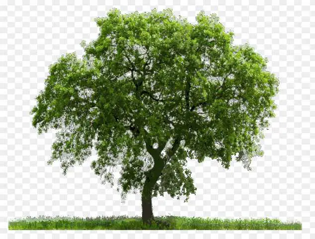 Tree hd Png images download