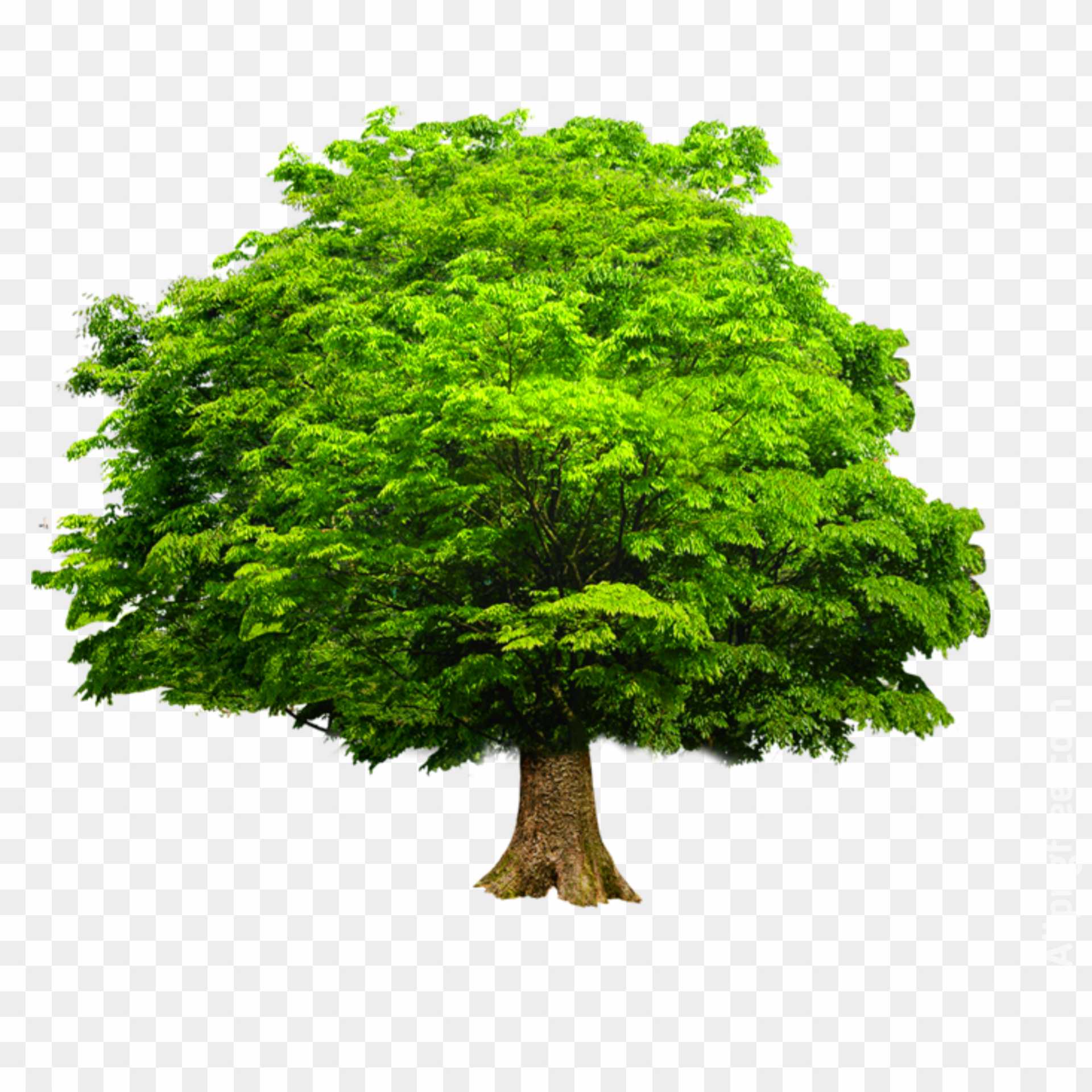 Tree hd Png transparent image