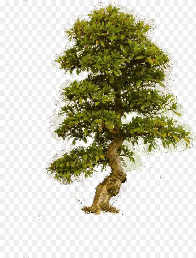 Tree png transparent image download