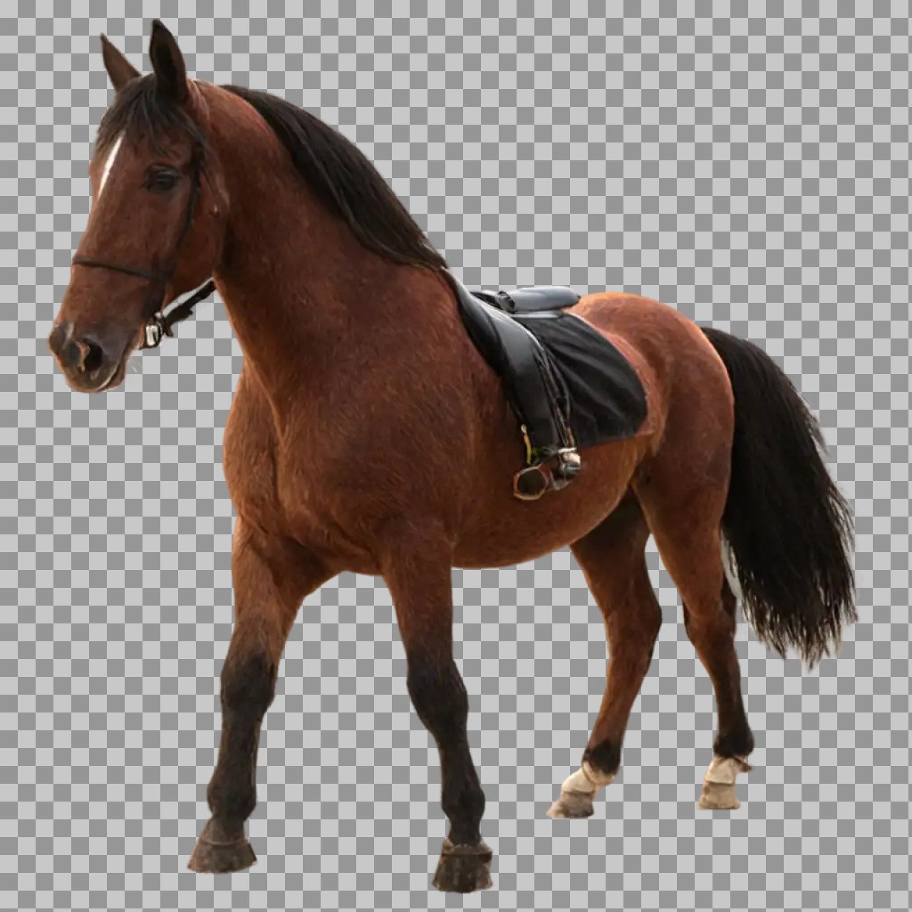 Saddled Bay Horse PNG | Transparent Background Equestrian Image