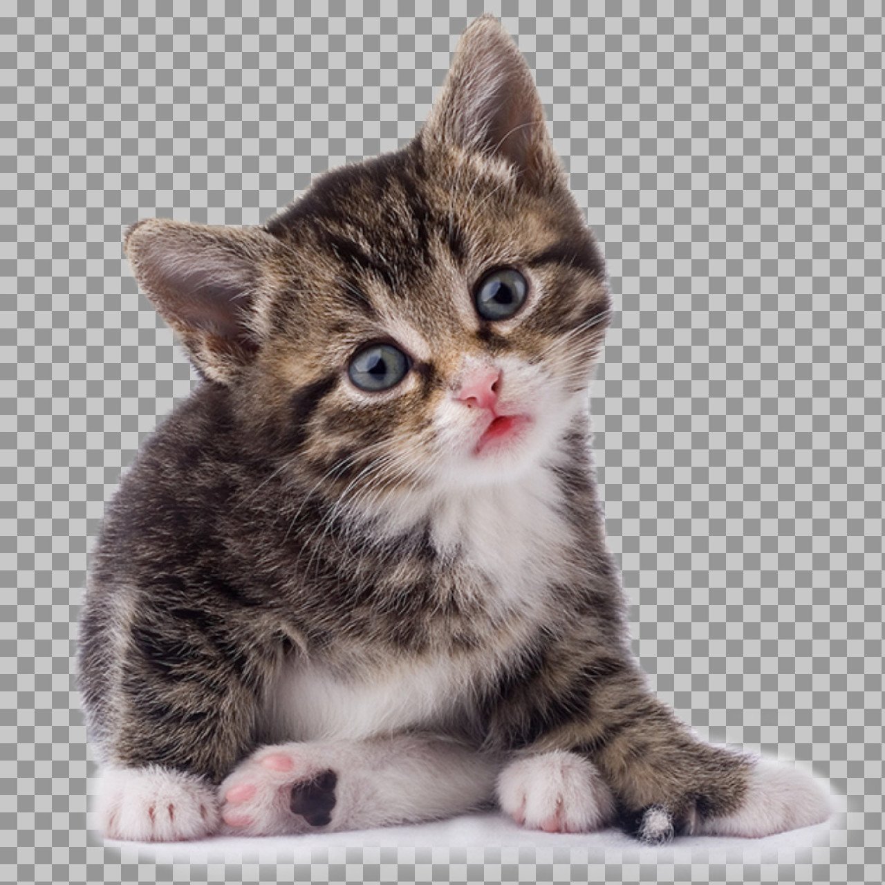 Cute Kitten PNG Transparent Background