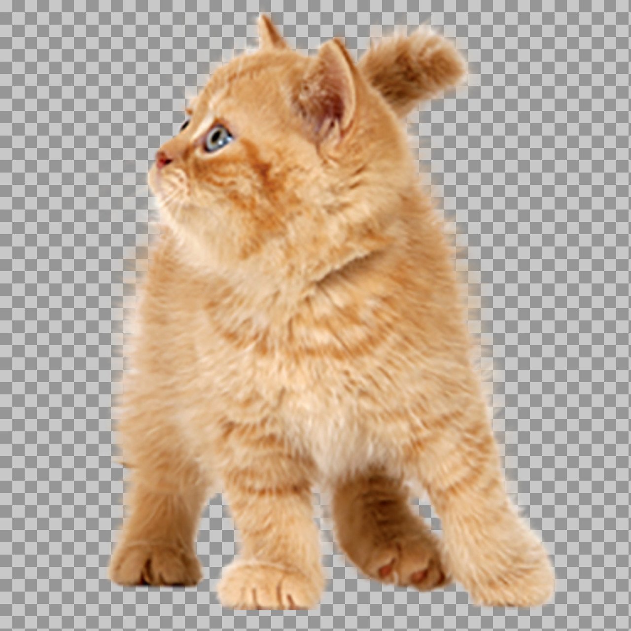Orange Kitten PNG Transparent Background