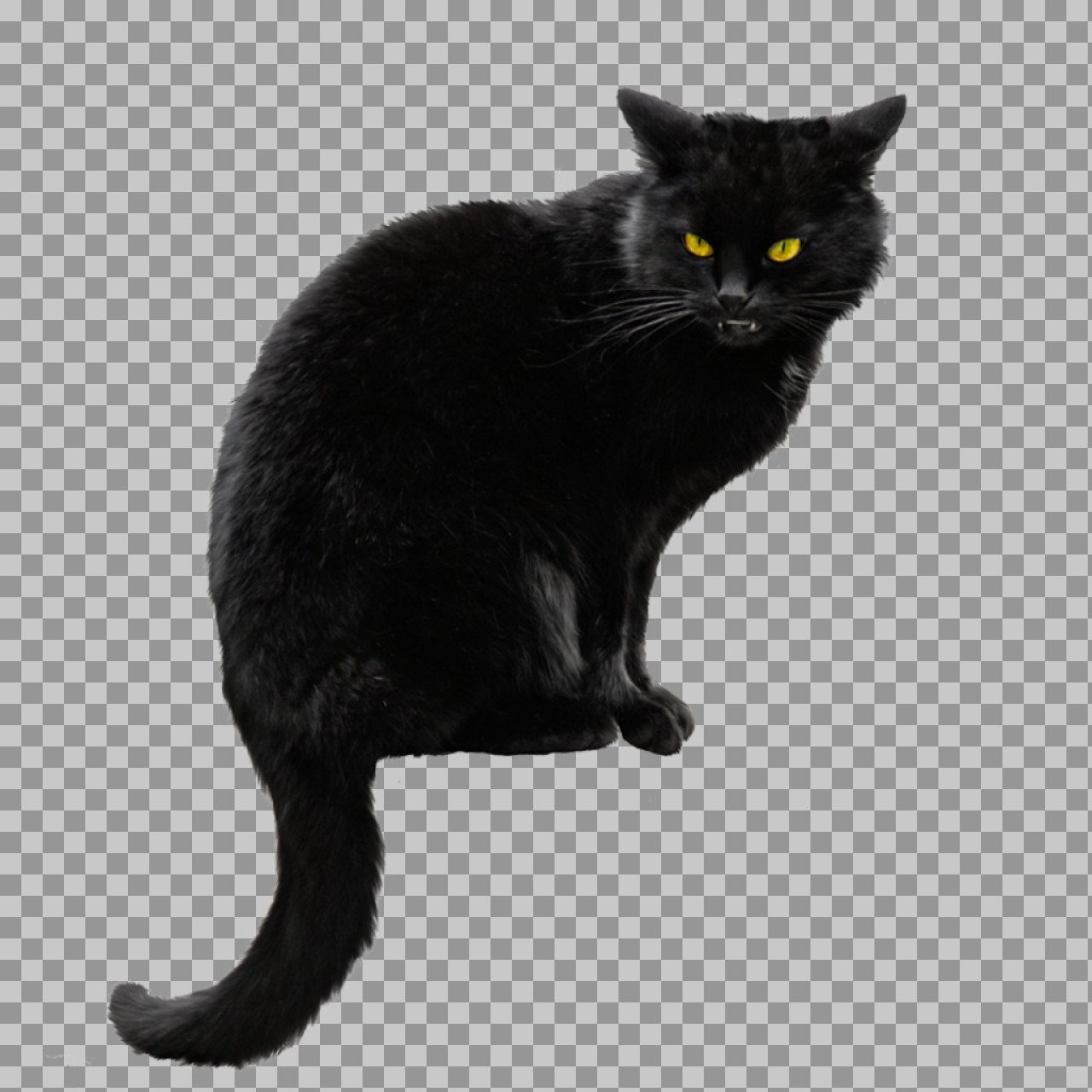 Black Cat PNG Transparent Background | High-Quality Cat Image