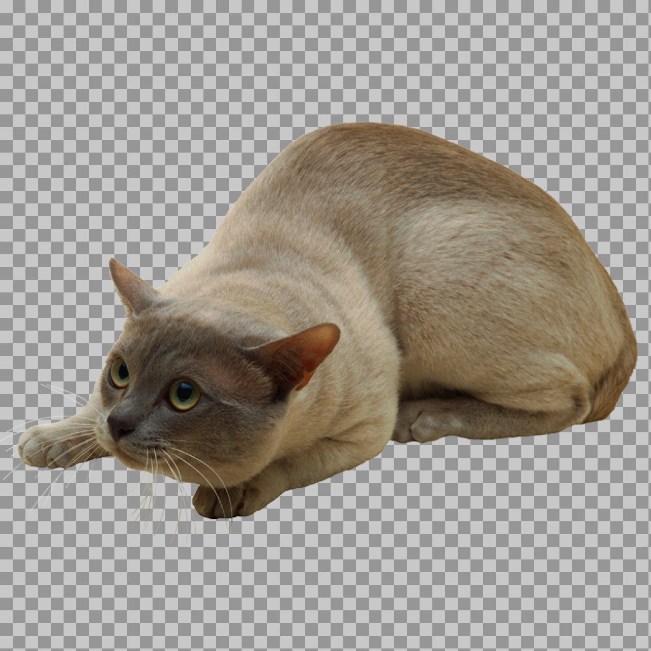 Crouching Cat PNG Transparent Background | Realistic Cat Cutout Image