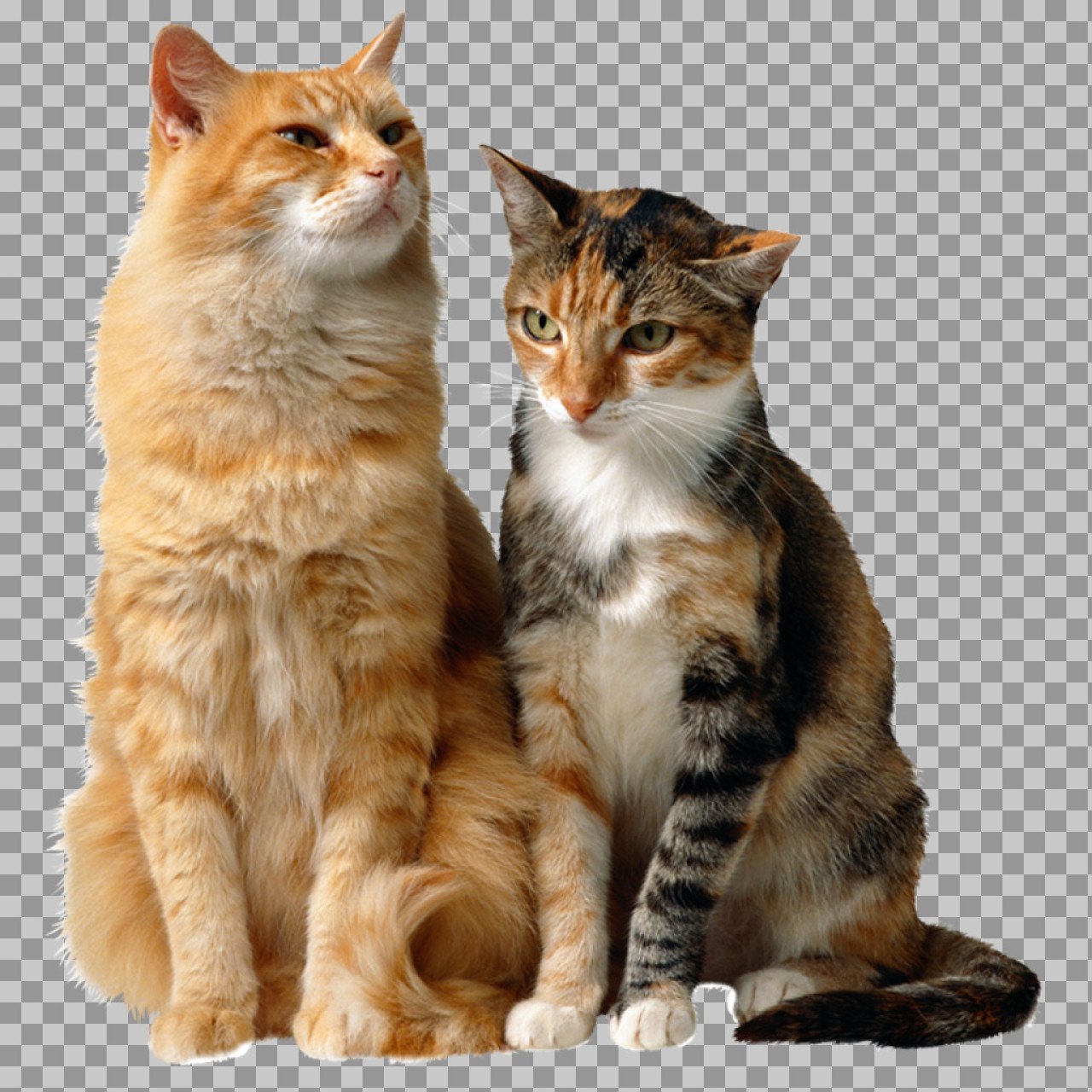 Two Cats PNG Transparent Background | Realistic Domestic Cats Cutout