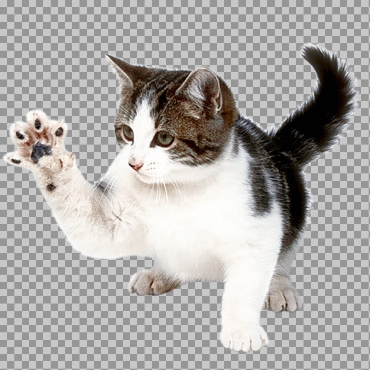 Cute Cat Raising Paw PNG Transparent Background | Playful Cat Cutout