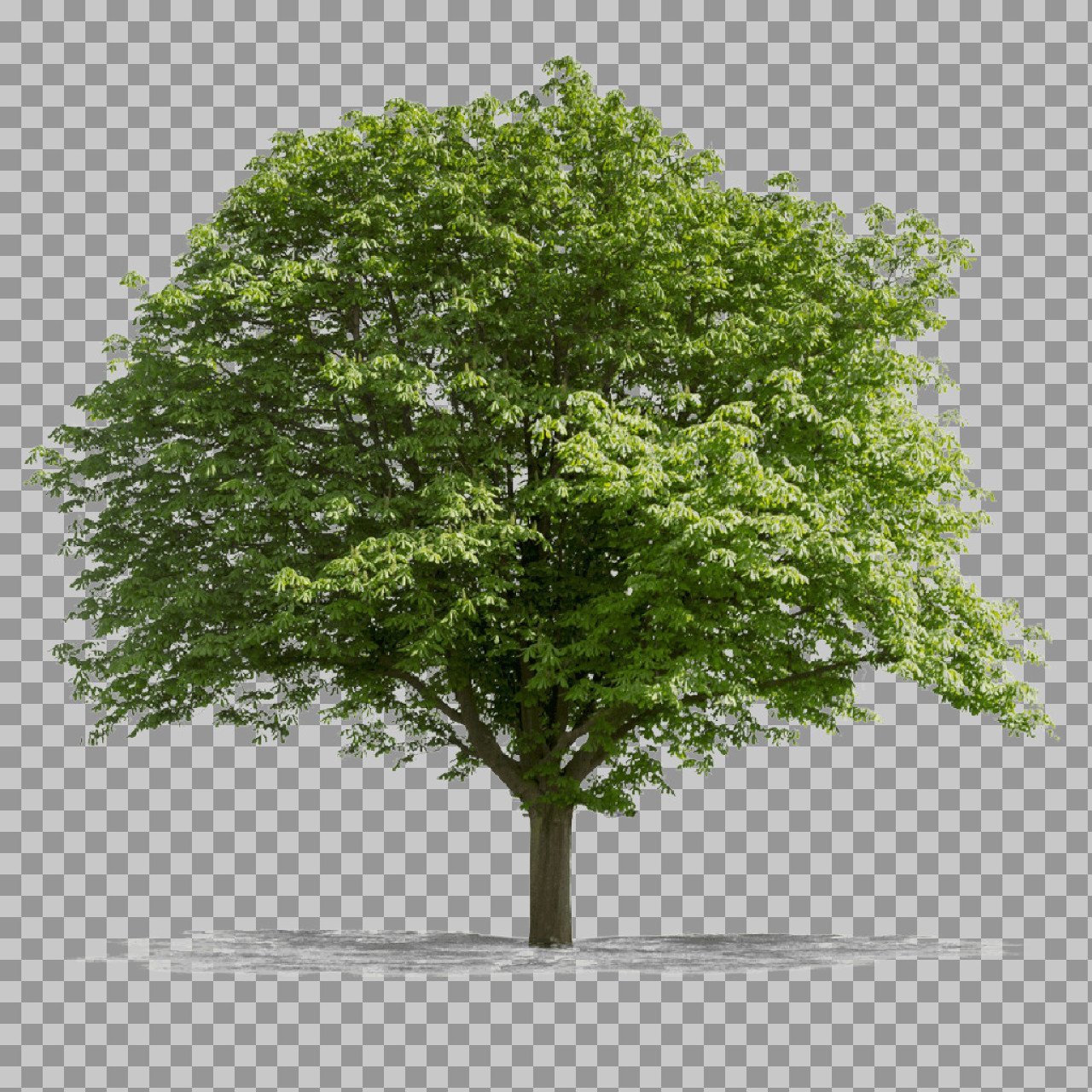 Lush Green Tree PNG | Isolated Nature Tree Image