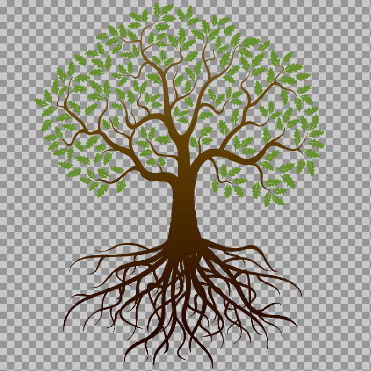Tree with Roots PNG – Transparent Background Illustration