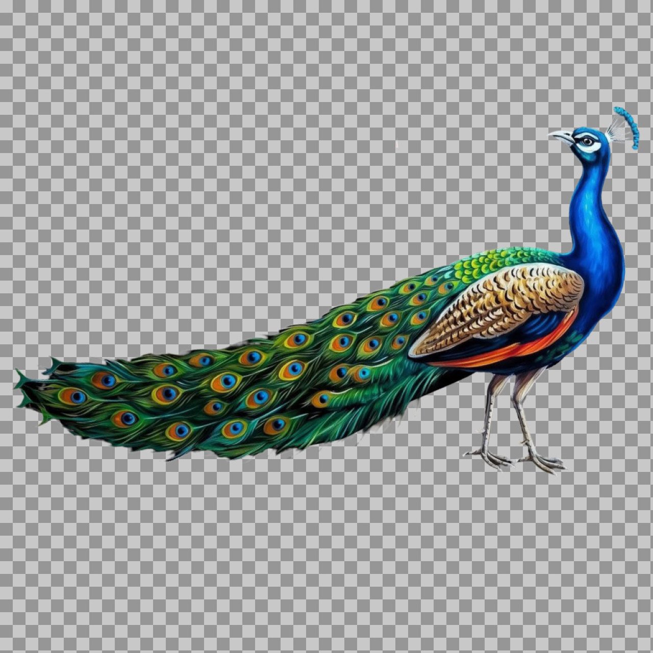 Beautiful Peacock PNG Transparent Background – High Quality Bird Image