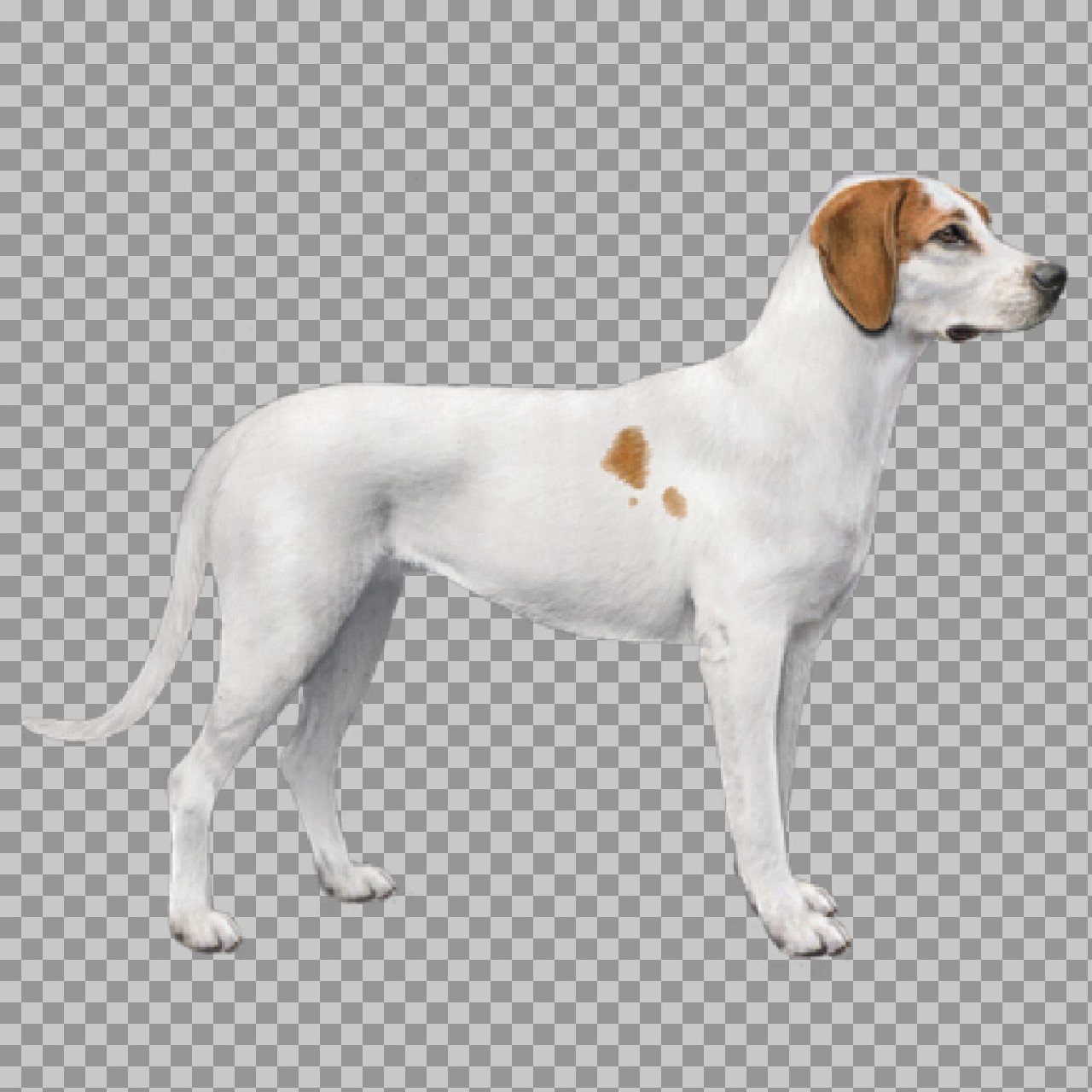 White Hound Dog Illustration PNG | Free Transparent Dog Graphic