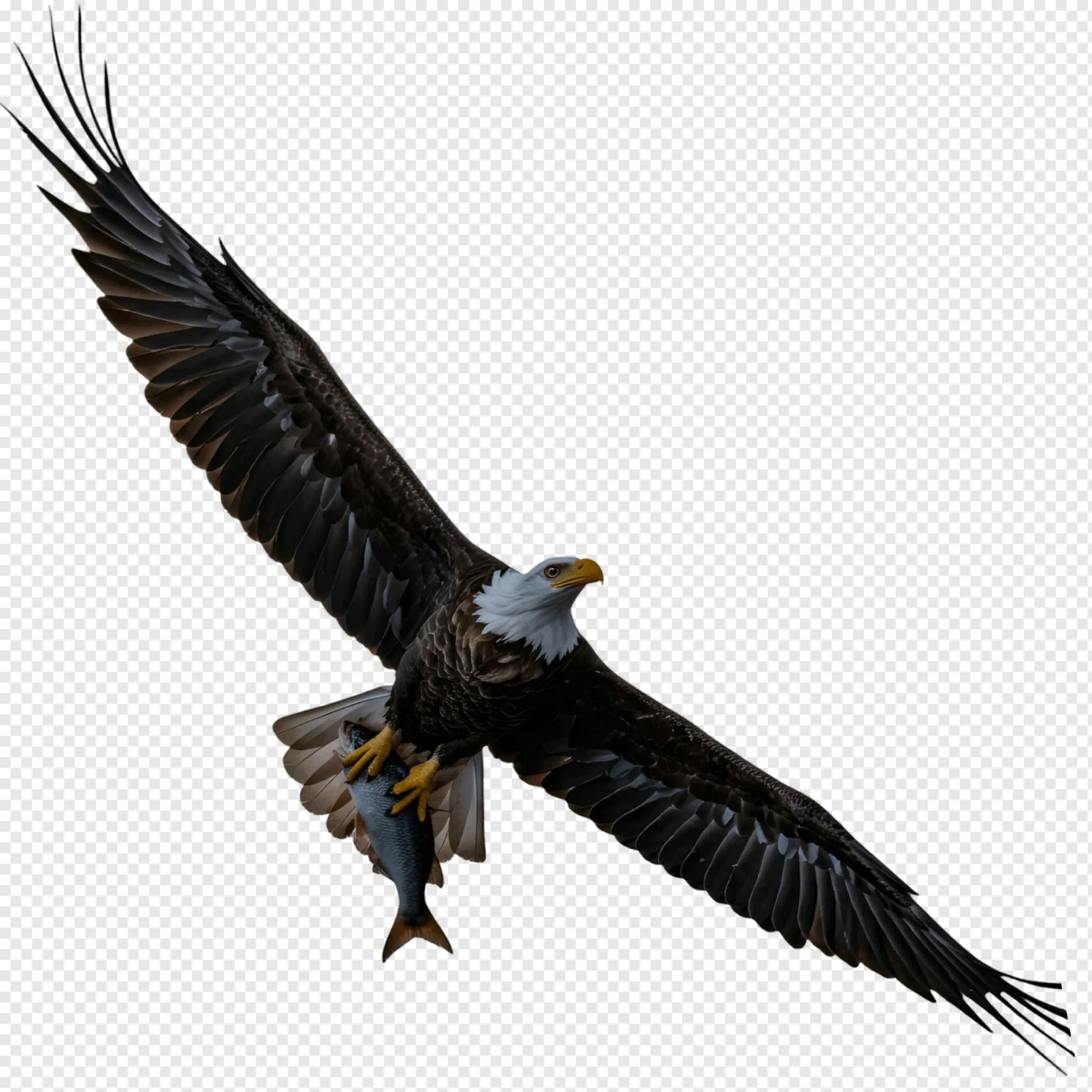 Bald Eagle Catching Fish PNG | Flying Eagle with Prey Transparent Image