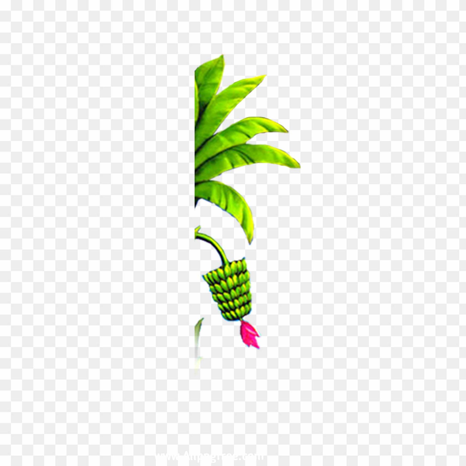 banana tree png, Chhath Puja kela ped PNG  transparent image 