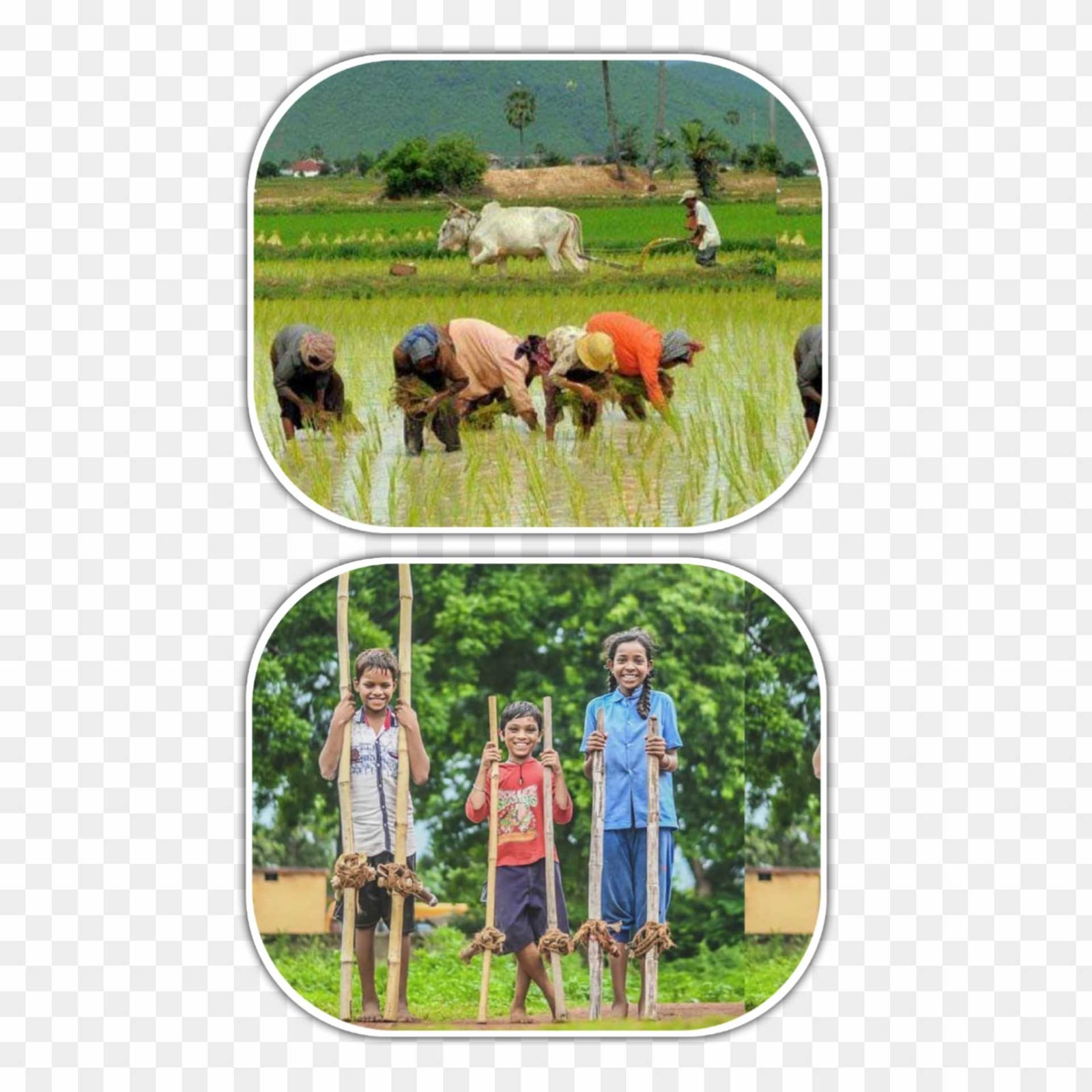 Hareli Tihar PNG images 