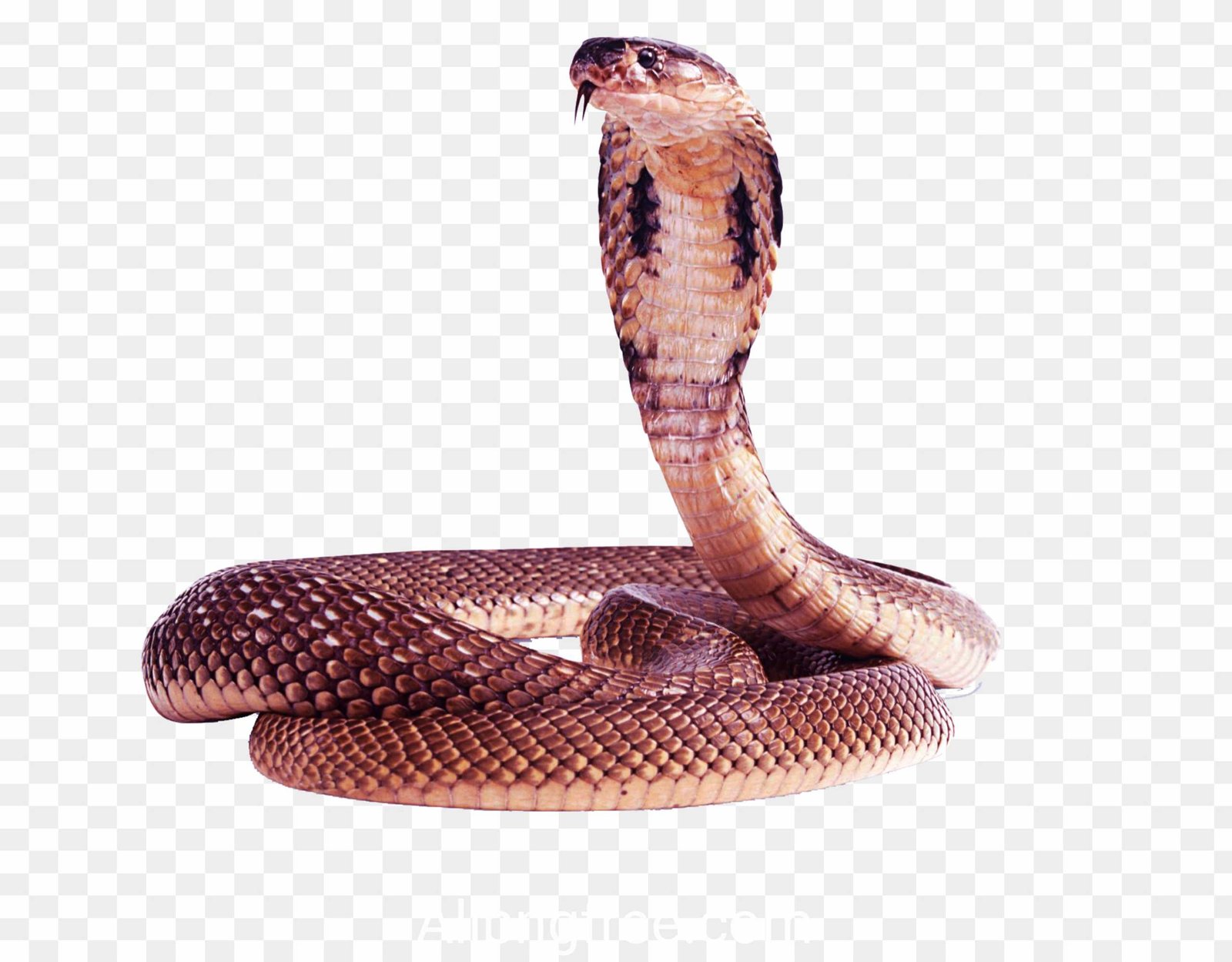 Snake png