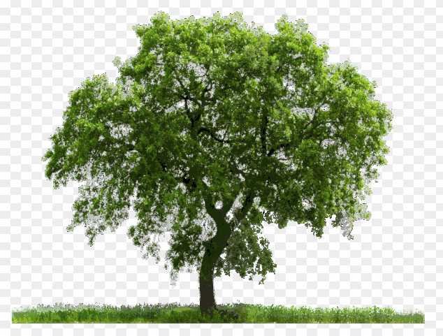 Tree hd Png images download