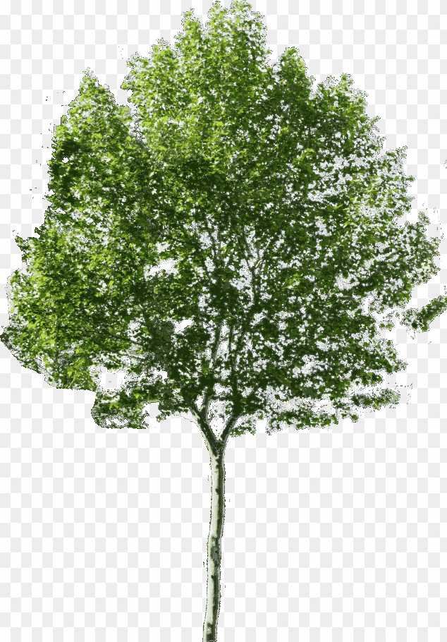 Tree PNG